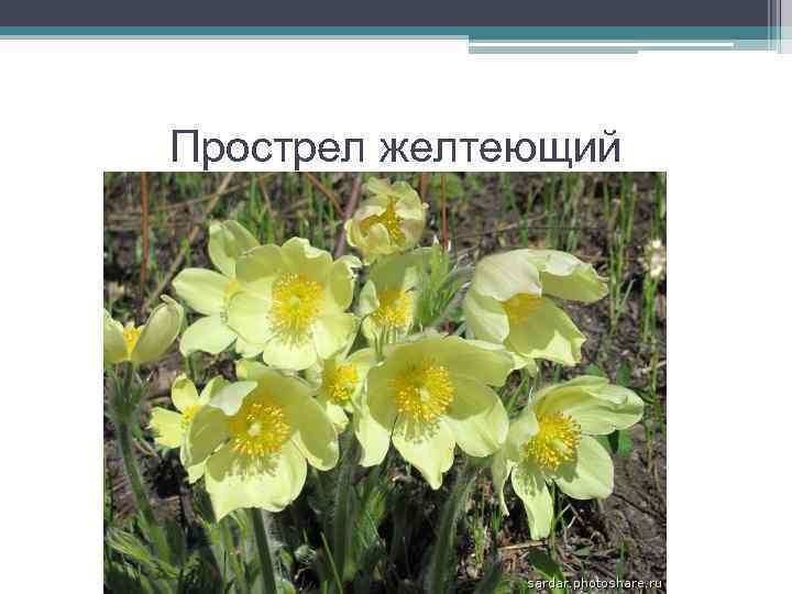 Прострел желтеющий 