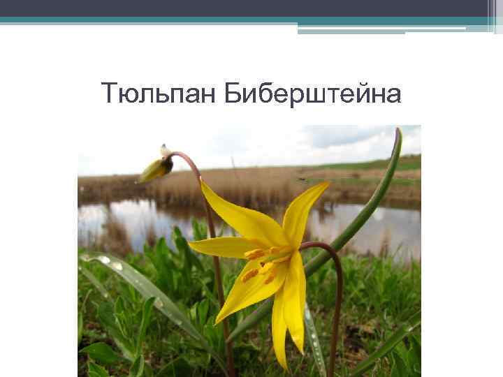 Тюльпан биберштейна фото и описание красная книга