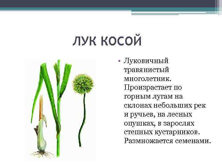 ЛУК КОСОЙ • Луковичный травянистый многолетник. Произрастает по горным лугам на склонах небольших рек