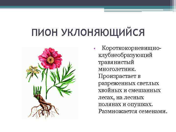 ПИОН УКЛОНЯЮЩИЙСЯ • Короткокорневищно- клубнеобразующий травянистый многолетник. Произрастает в разреженных светлых хвойных и смешанных