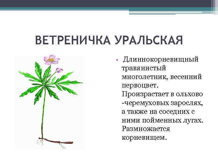 ВЕТРЕНИЧКА УРАЛЬСКАЯ • Длиннокорневищный травянистый многолетник, весенний первоцвет. Произрастает в ольхово -черемуховых зарослях, а