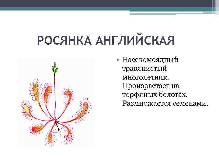 РОСЯНКА АНГЛИЙСКАЯ • Насекомоядный травянистый многолетник. Произрастает на торфяных болотах. Размножается семенами. 