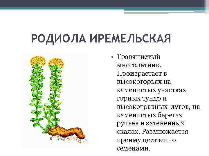 РОДИОЛА ИРЕМЕЛЬСКАЯ • Травянистый многолетник. Произрастает в высокогорьях на каменистых участках горных тундр и
