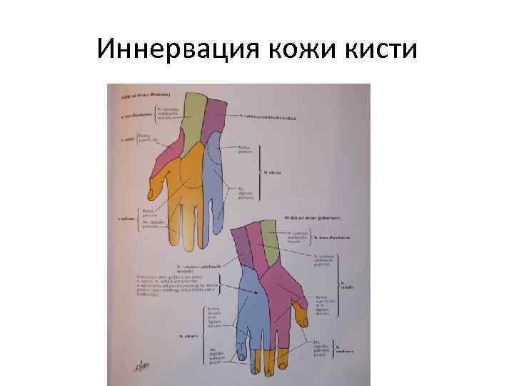 Иннервация кисти схема