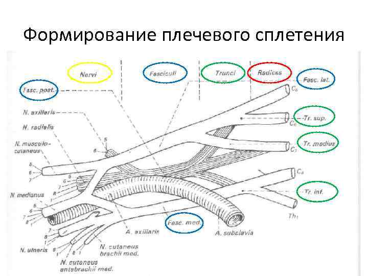 Плечевое сплетение презентация