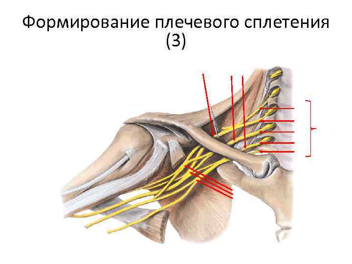 Плечевое сплетение презентация