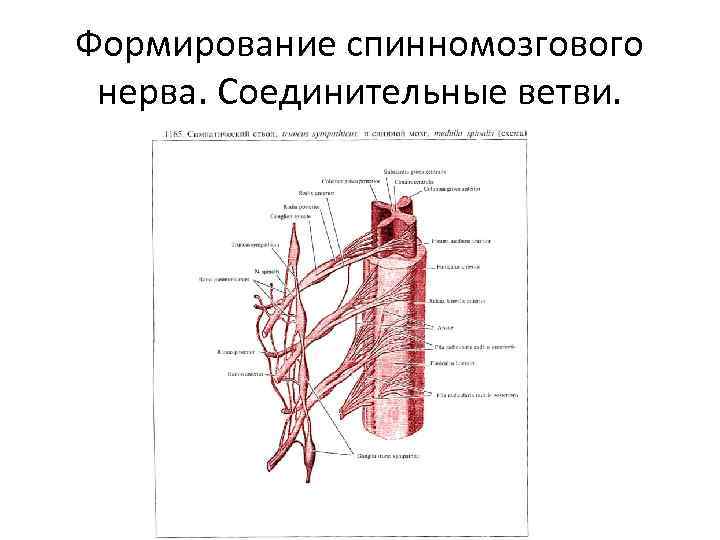 Формирование спинномозгового нерва. Соединительные ветви. 