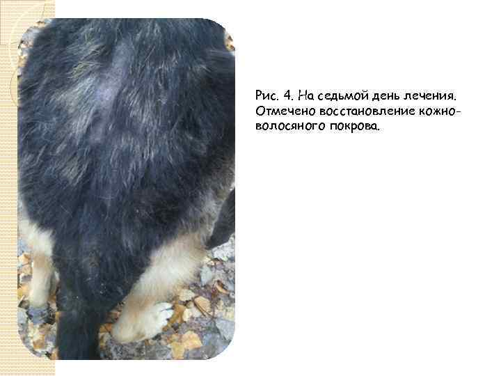 Рис. 4. На седьмой день лечения. Отмечено восстановление кожноволосяного покрова. 
