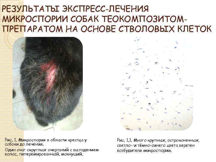 РЕЗУЛЬТАТЫ ЭКСПРЕСС-ЛЕЧЕНИЯ МИКРОСПОРИИ СОБАК ТЕОКОМПОЗИТОМПРЕПАРАТОМ НА ОСНОВЕ СТВОЛОВЫХ КЛЕТОК Рис. 1. Микроспория в области