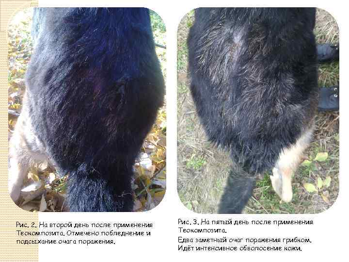 Рис. 2. На второй день после применения Теокомпозита. Отмечено побледнение и подсыхание очага поражения.