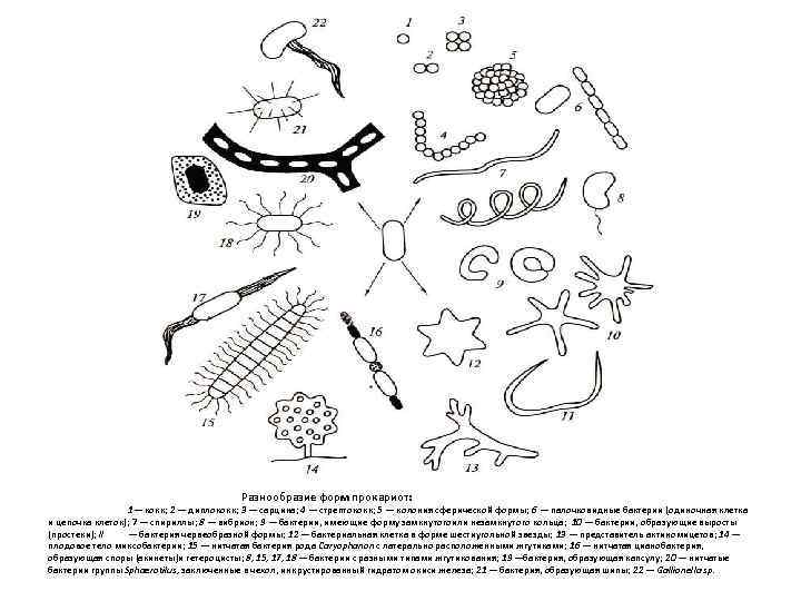 Разнообразие форм прокариот: 1— кокк; 2 — диплококк; 3 — сарцина; 4 — стрептококк;