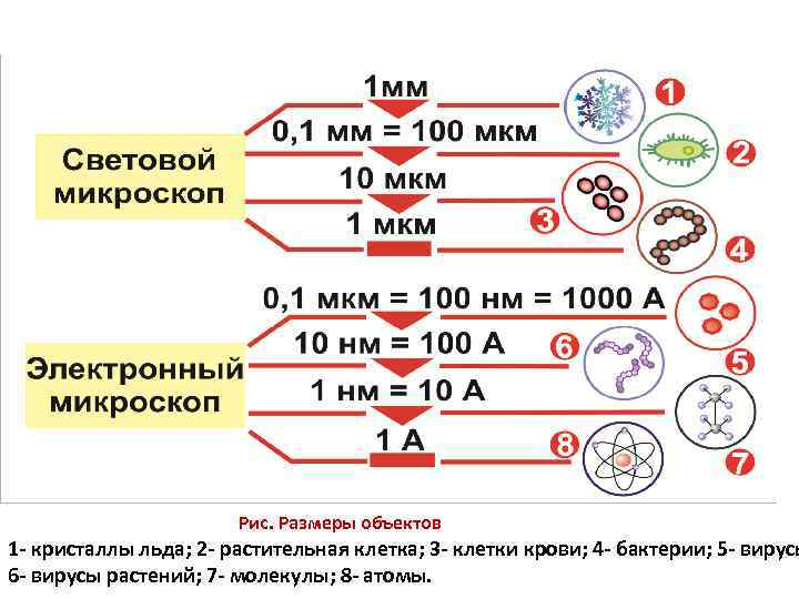 Рис. Размеры объектов 1 - кристаллы льда; 2 - растительная клетка; 3 - клетки