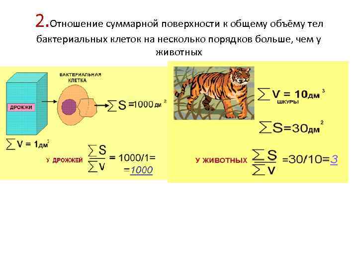 2. Отношение суммарной поверхности к общему объёму тел бактериальных клеток на несколько порядков больше,