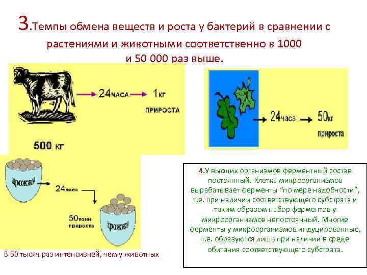 3. Темпы обмена веществ и роста у бактерий в сравнении с растениями и животными