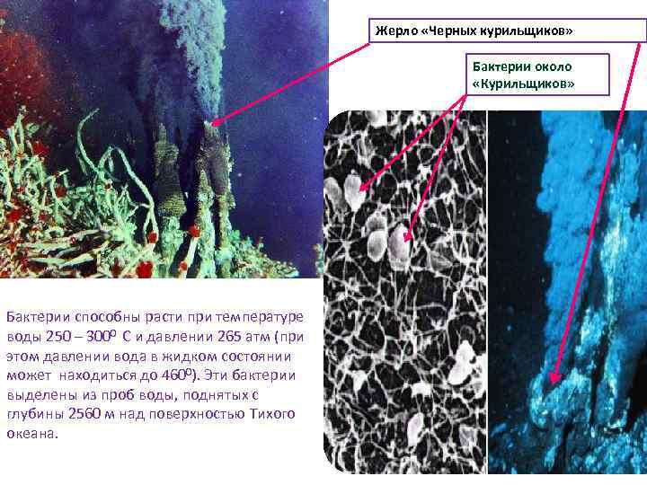 Жерло «Черных курильщиков» Бактерии около «Курильщиков» Бактерии способны расти при температуре воды 250 –