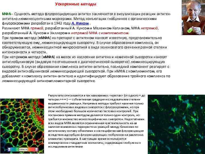 Ускоренные методы МФА-- Сущность метода флуоресцирующих антител заключается в визуализации реакции антигенантитело люминесцентными маркерами.