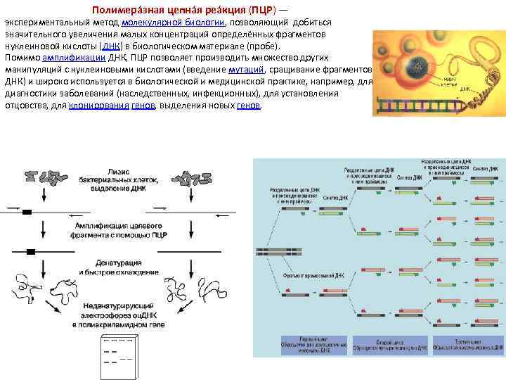 Полимера зная цепна я реа кция (ПЦР) — экспериментальный метод молекулярной биологии, позволяющий добиться