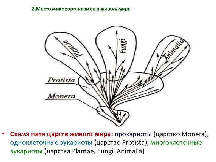 2. Место микроорганизмов в живом мире • Схема пяти царств живого мира: прокариоты (царство