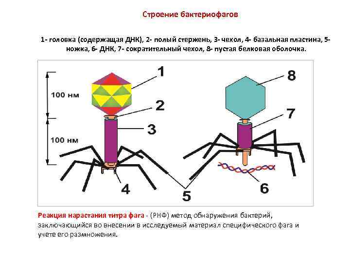 Особенности строения бактериофага