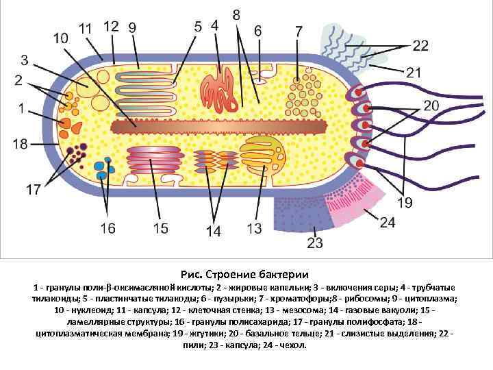 Строение риса. Строение бактериальной клетки прокариот. Строение прокариотической клетки бактерии. Прокариотическая бактериальная клетка строение. Строение клетки прокариот.