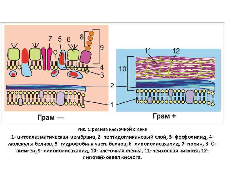 Прокариоты клеточной мембраны. Клеточная стенка прокариот. Строение клеточной стенки прокариот. Структура клеточной стенки прокариот. Строение стенки прокариот.