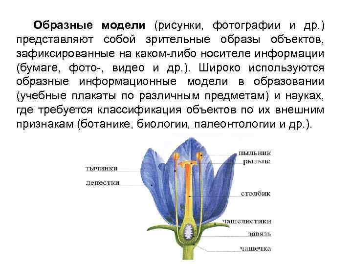 Образные модели (рисунки, фотографии и др. ) представляют собой зрительные образы объектов, зафиксированные на