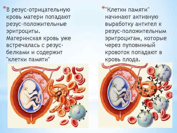 *В резус-отрицательную кровь матери попадают резус-положительные эритроциты. Материнская кровь уже встречалась с резусбелками и