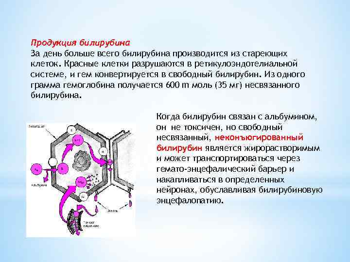 Продукция билирубина За день больше всего билирубина производится из стареющих клеток. Красные клетки разрушаются