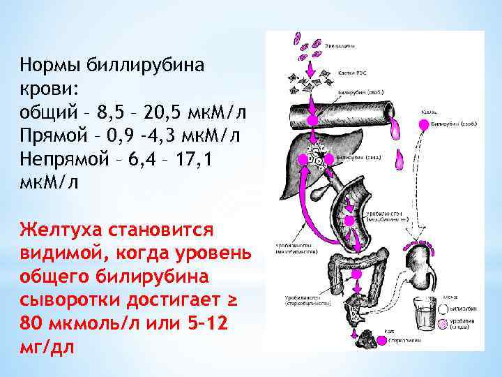 Нормы биллирубина крови: общий – 8, 5 – 20, 5 мк. М/л Прямой –