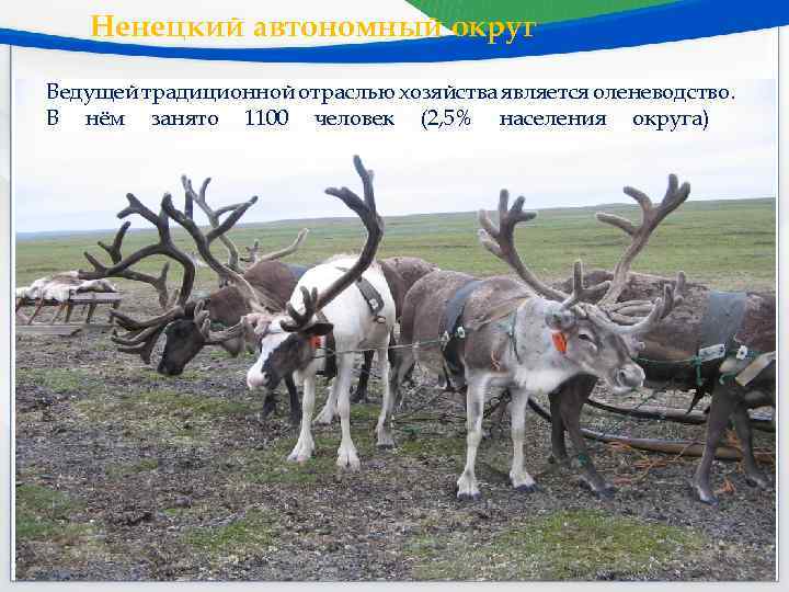 Ненецкий автономный округ Ведущей традиционной отраслью хозяйства является оленеводство. В нём занято 1100 человек