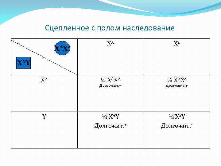 Сцепленное с полом наследование X АX а XА Xа ¼ XАXА ¼ XАXа X