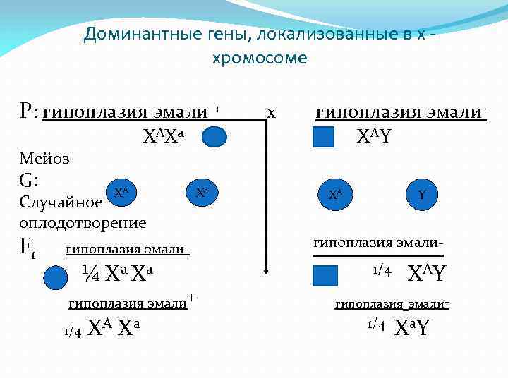 Доминантные гены, локализованные в х хромосоме P: гипоплазия эмали + x гипоплазия эмали ХАХа