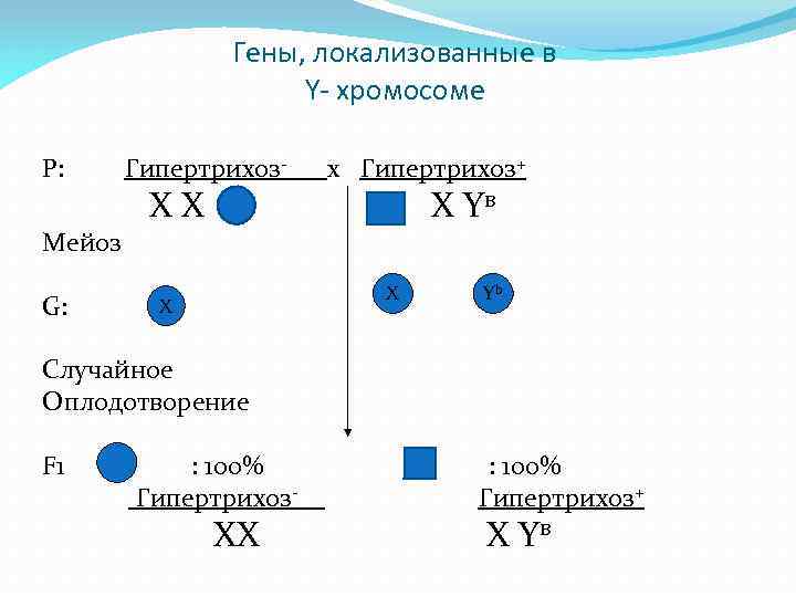 Гены, локализованные в Y- хромосоме P: Гипертрихоз- x Гипертрихоз+ Х Х Х Yв Мейоз