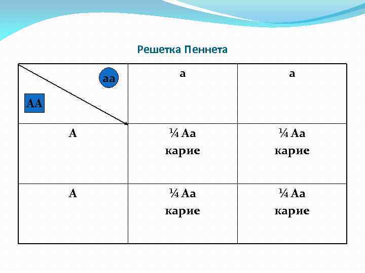 Решетка Пеннета а а А ¼ Аа карие аа АА 