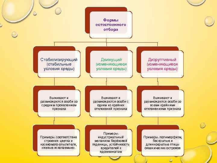 Формы естественного отбора Стабилизирующий (стабильные условия среды) Движущий (изменяющиеся условия среды) Дизруптивный (изменяющиеся условия