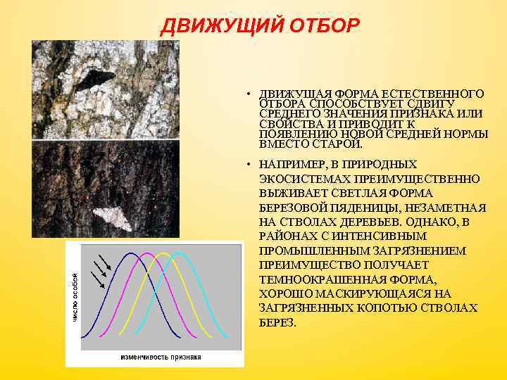 ДВИЖУЩИЙ ОТБОР • ДВИЖУЩАЯ ФОРМА ЕСТЕСТВЕННОГО ОТБОРА СПОСОБСТВУЕТ СДВИГУ СРЕДНЕГО ЗНАЧЕНИЯ ПРИЗНАКА ИЛИ СВОЙСТВА