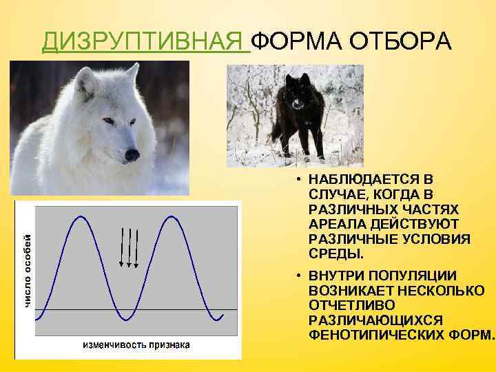 ДИЗРУПТИВНАЯ ФОРМА ОТБОРА • НАБЛЮДАЕТСЯ В СЛУЧАЕ, КОГДА В РАЗЛИЧНЫХ ЧАСТЯХ АРЕАЛА ДЕЙСТВУЮТ РАЗЛИЧНЫЕ