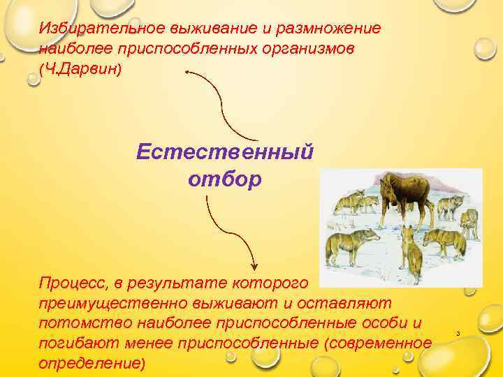 Избирательное выживание и размножение наиболее приспособленных организмов (Ч. Дарвин) Естественный отбор Процесс, в результате