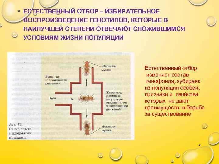  • ЕСТЕСТВЕННЫЙ ОТБОР – ИЗБИРАТЕЛЬНОЕ ВОСПРОИЗВЕДЕНИЕ ГЕНОТИПОВ, КОТОРЫЕ В НАИЛУЧШЕЙ СТЕПЕНИ ОТВЕЧАЮТ СЛОЖИВШИМСЯ