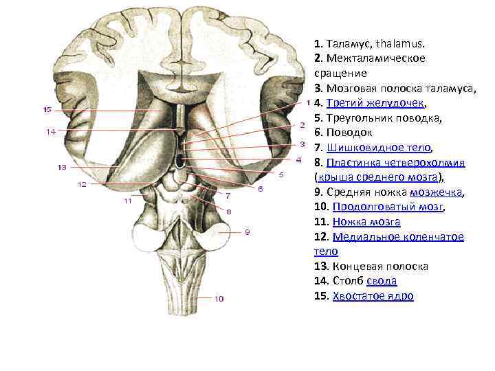 Спайка поводков. Строение промежуточного мозга и 3 желудочка. Промежуточный мозг 3 мозговой желудочек. Концевая полоска промежуточного мозга. Мозг анатомия межталамическое сращение.