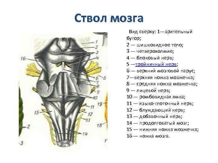 Ствол мозга. Ствол головного мозга вид сверху и сзади. Блоковый нерв ствол мозга. Ствол головного мозга вид сзади. Ствол мозга вид снизу.