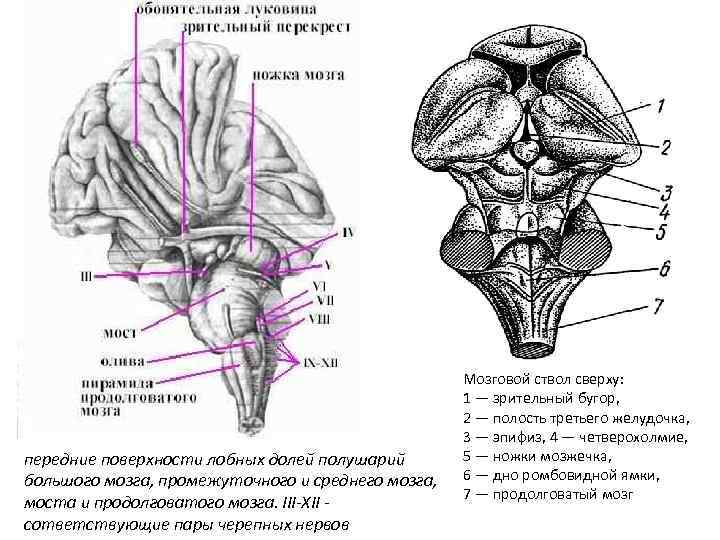 Дорсальная поверхность мозга. Перекрест пирамид продолговатого мозга. Вентральная поверхность ствола головного мозга. Перекрест покрышки среднего мозга. Дорсальный Перекрест покрышки среднего мозга образован.