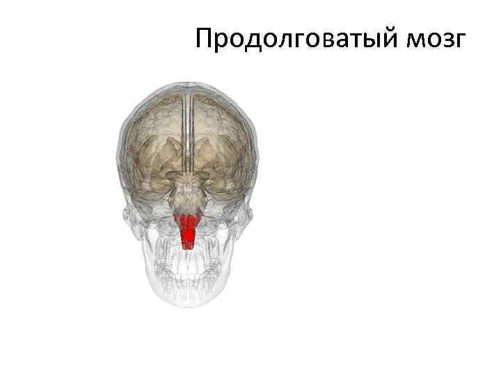  Продолговатый мозг 