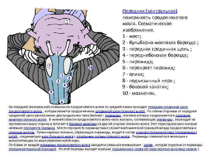 Передняя (вентральная) поверхность продолговатого мозга. Схематическое изображение. 1 - мост; 2 - бульбарно-мостовая борозда