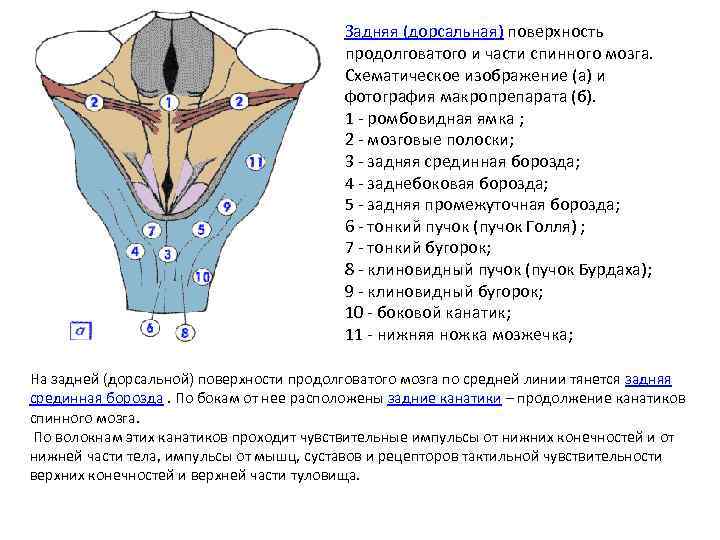 Задняя (дорсальная) поверхность продолговатого и части спинного мозга. Схематическое изображение (а) и фотография макропрепарата