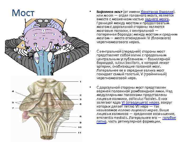 Мост мозга состоит из. Отделы мозга варолиев мост. Строение варолиева моста. Варолиев мост анатомия. Строение моста мозга.