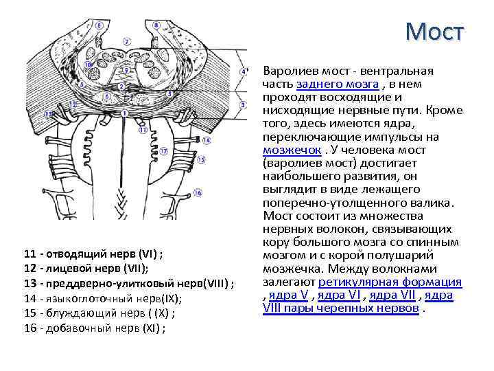 Мост схема строения анатомия