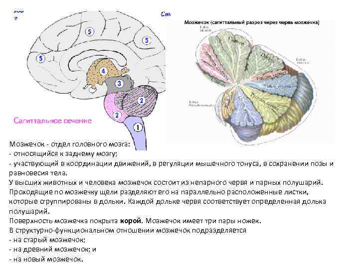 Мозжечок анатомия схема