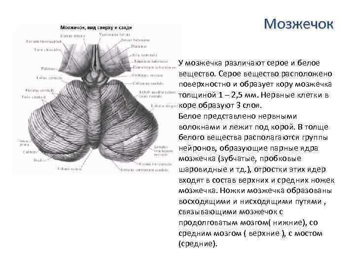 Серое вещество в мозжечке. Мозжечок строение серого и белого вещества. Серое и белое вещество мозжечка. Серое вещество мозжечка расположено. Структуры серого вещества мозжечка.