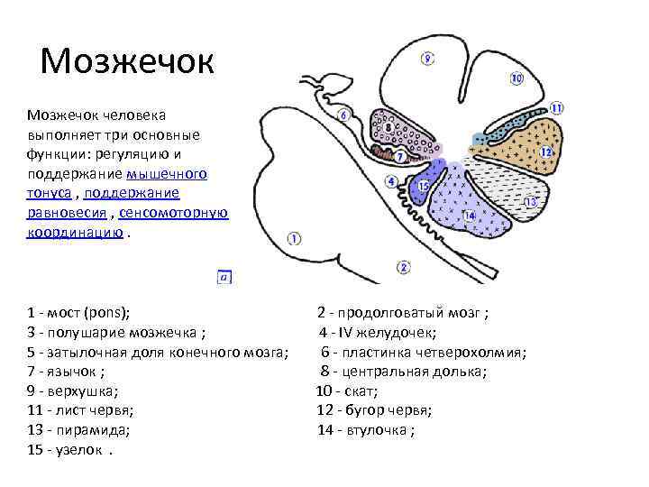 Строение мозжечка